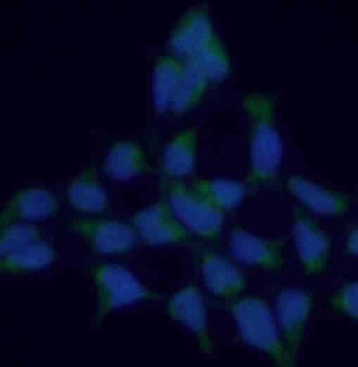 Anti-GSTA4 antibody - Click Image to Close